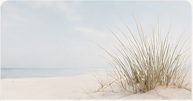 Beach grass in soft coastal light